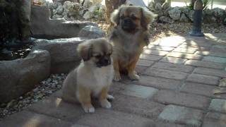 Tibetan Spaniel Pup 11 Weeks Old