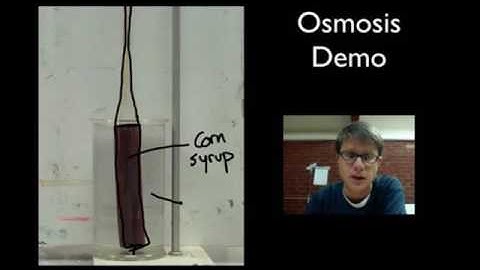Osmosis Demonstration