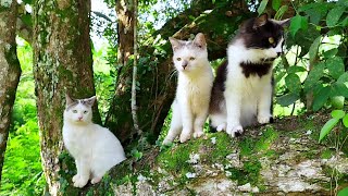 😸🐱CAT CUTE - PLAY WITH CAT -BILLI KARTI MEOW MEOW- kittens cats funniest - Animal Funny- VS 022 by ANIMALS 22 476 views 20 hours ago 3 minutes, 18 seconds