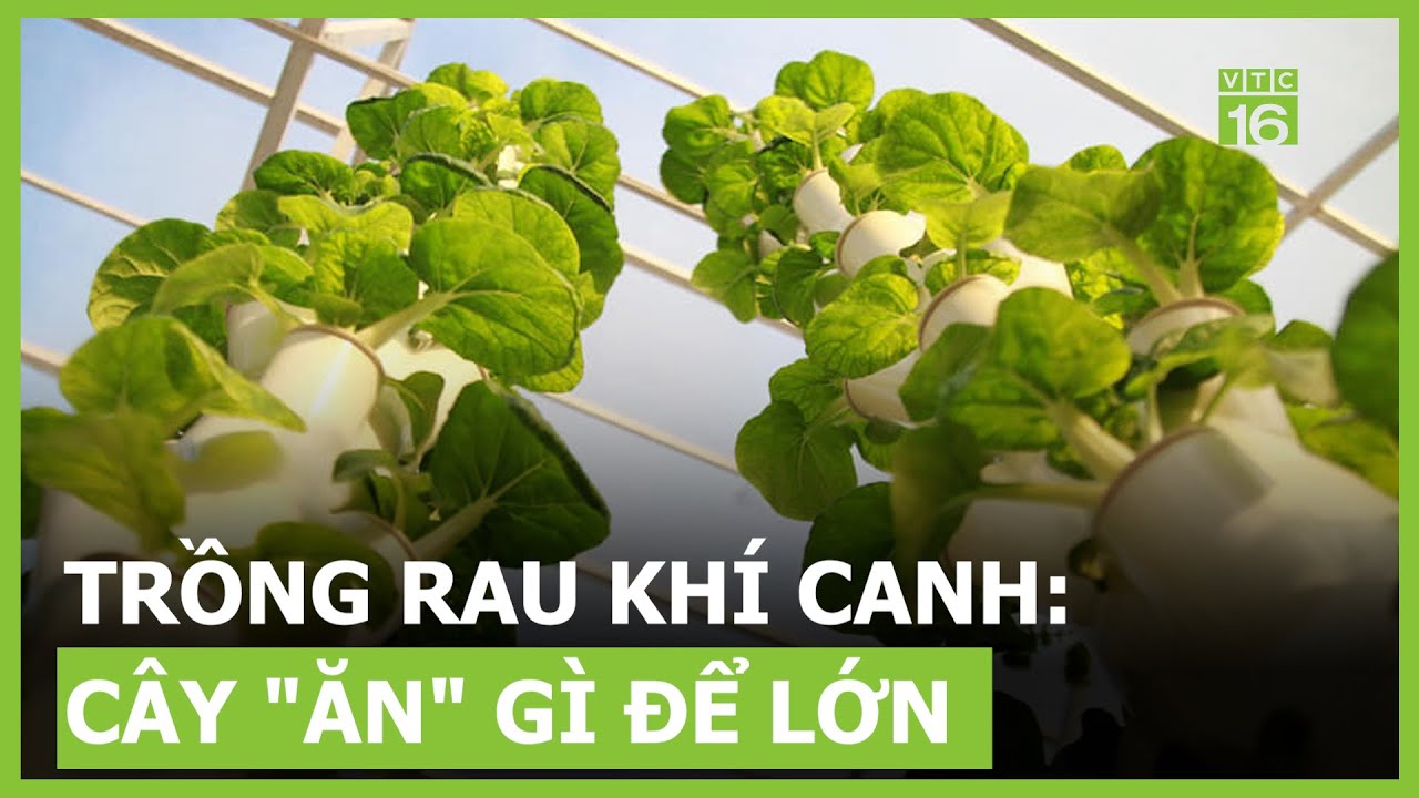 Trồng rau khí canh, cây