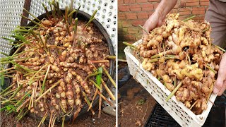 The secret to growing ginger at home with many roots  Large roots