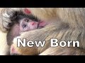 Baby Monkey 01 - 2 weeks old 赤ちゃん猿 - 生後2週間