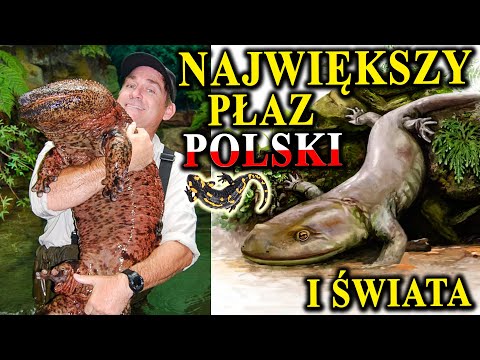 Wideo: Salamandra olbrzymia (gigantyczna): opis, wymiary