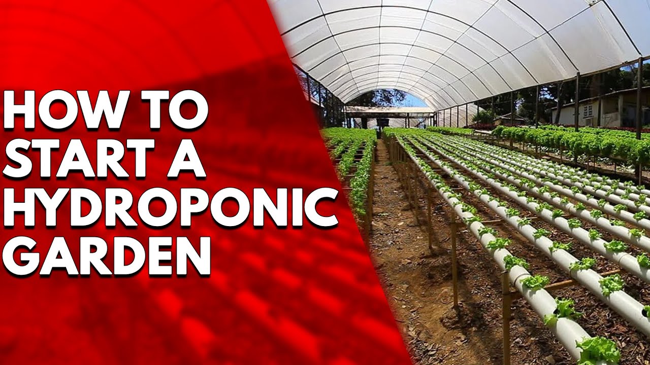 How to Start a Hydroponic Garden: Beginner’s Guide - YouTube