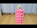 トマトからこんにちはするポメラニアン