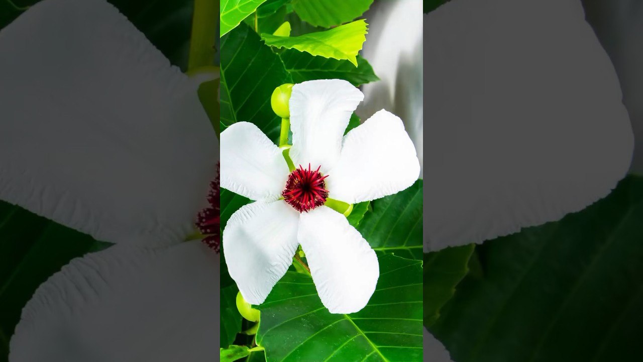 Katmon Philippinensis: The Pride of the Philippines 