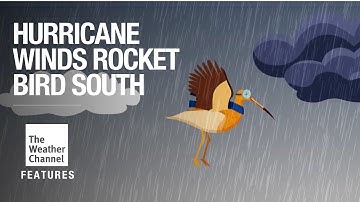 FEATURES: Tagged Whimbrel Rides A Hurricane, Migrates In Record Time