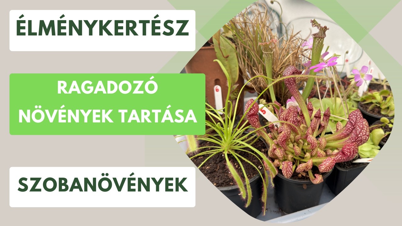 Ragadozó növények, az evolúció csodái!🪴