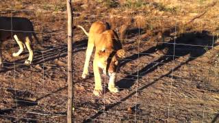 Lioness Stalking Eva