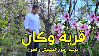 قرية وكان | موسم إزهار أشجار الخوخ والمشمش | سلطنة عمان | 2023