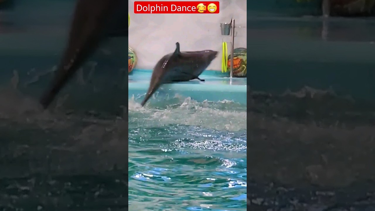 Dolphin Dance 😇🐬
