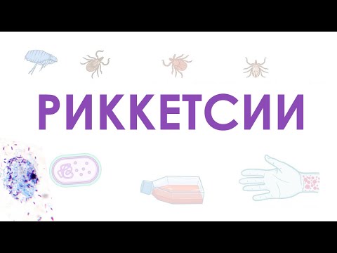 Анатомия НОСА в мобильном приложении EASY ANATOMY
