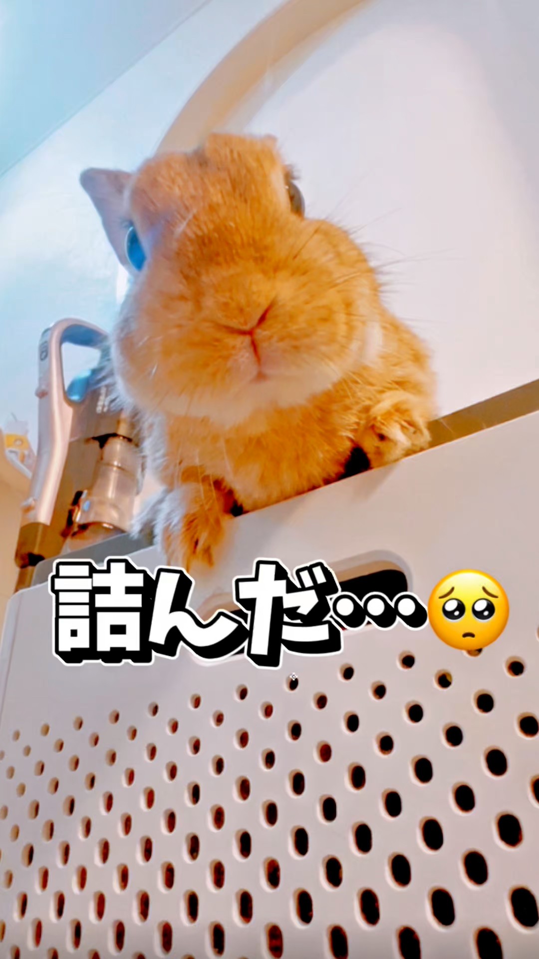 詰んだ】自分で登ったのに降りられなくなったうさぎがシュールすぎたw