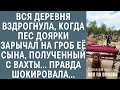 Вся деревня вздрогнула, когда пес доярки зарычал на гроб, полученный с вахты… Правда шокировала…