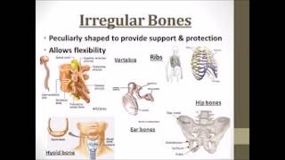APPI Session 2: Become A Pilates Instructor/Teacher: Irregular Bones