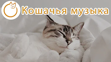 Что успокаивает кошку