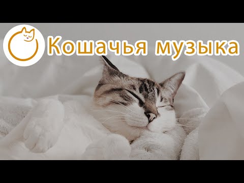 Видео: 6 успокаивающих средств для кошек, которые помогут облегчить кошачье беспокойство