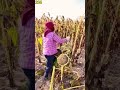 Proses Memotong Batang Pohon Bunga Matahari Menggunakan Parang Yang Tajam Shorts Proses Memotong Batang Pohon Bunga Matahari Menggunakan Parang Yang Tajam Shorts