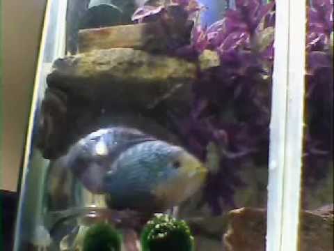 Amazing 55-60 Gallon Hexagon Aquaponic Tropical Aquarium - YouTube