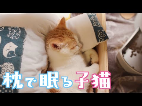 人間みたいにお布団で寛いで眠ってしまった猫がこちらですw