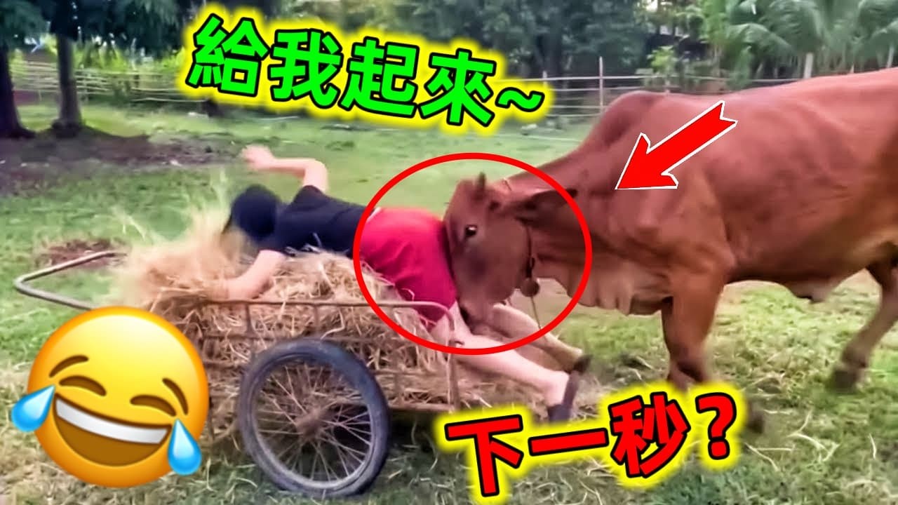 😂當人類遇上成精了的動物下一秒會發生什麼有趣的事情呢？動物成精了｜動物的迷惑行為 #動物搞笑視頻 #動物搞笑 #動物世界 #動物 #動物解說 #動物的迷過行為 #世界之最 #王宇觀地球