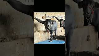 Divyek 9796
