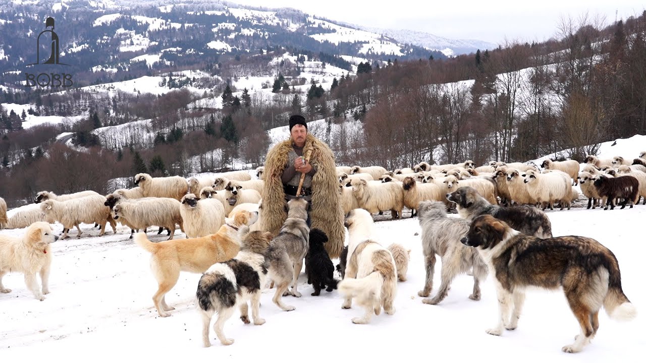 Oile și câinii ciobănești a lui Fițigău Gheorghe | Ciobănesc BĂLAN rupt de lupi | Vaci brune de MM
