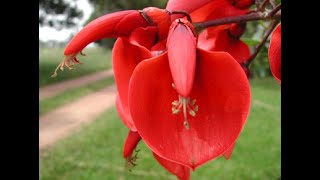 El ceibo es la flor nacional de Argentina y Uruguay