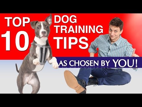 my-top-10-most-helpful-dog-training-tips-as-chosen-by-you!-(signed-books-giveaway-and-more)