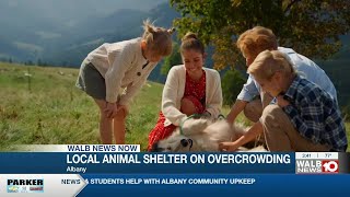Albany-area animal shelter talks overcrowding