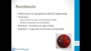 13.1.7 Bacterial Identification
