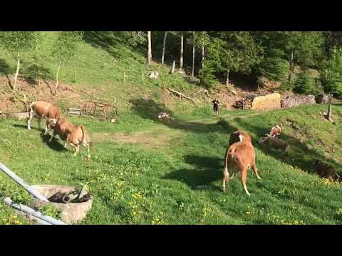 Video: Wo werden Hinterwälder hergestellt?