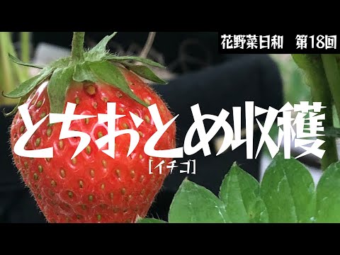 自然栽培】とちおとめ いちご苗 20ポット 自然栽培】とちおとめ いちご