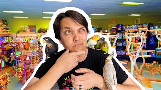 How To Correctly Buy A Parrot