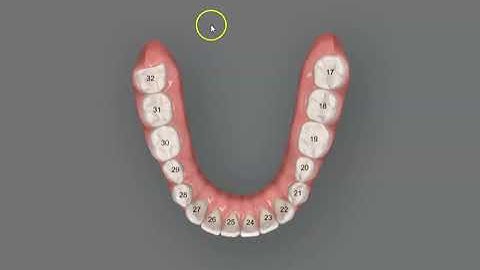 Dental Universal Numbering System - Learn to Count Teeth!