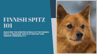 Unveiling the Magnificent Finnish Spitz: Heritage, Hunting, and Endearing Charisma
