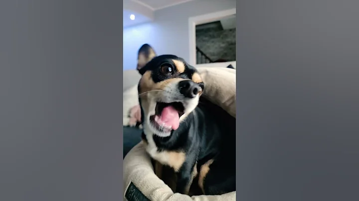 #chihuahuafanclub #chihuahua #remiroyale92 #viral