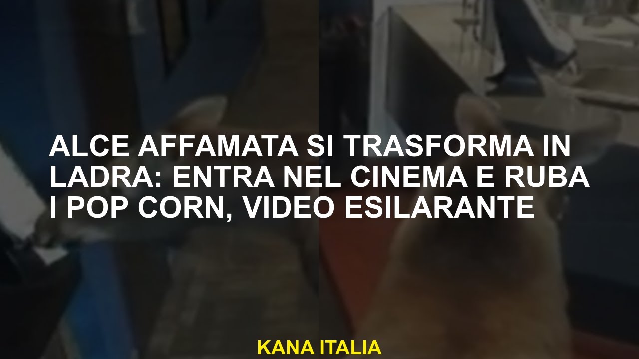 Alce affamata si trasforma in ladra