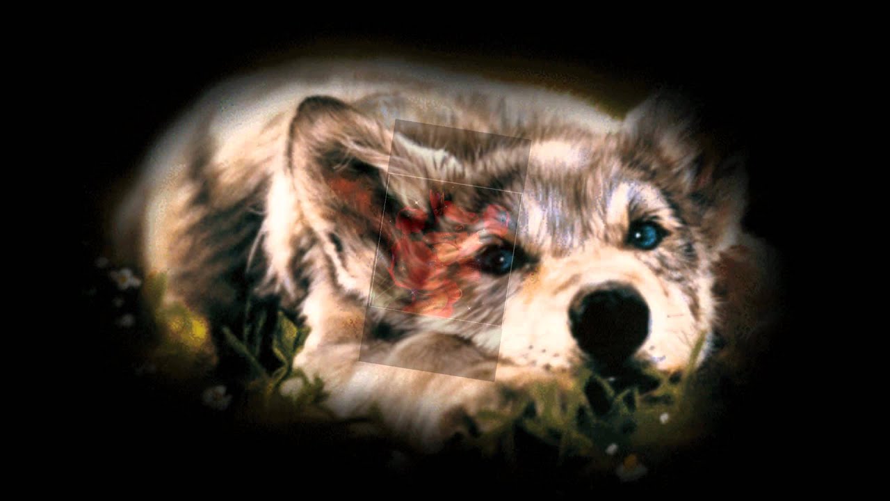 Волки спокойной ночи картинки с надписями