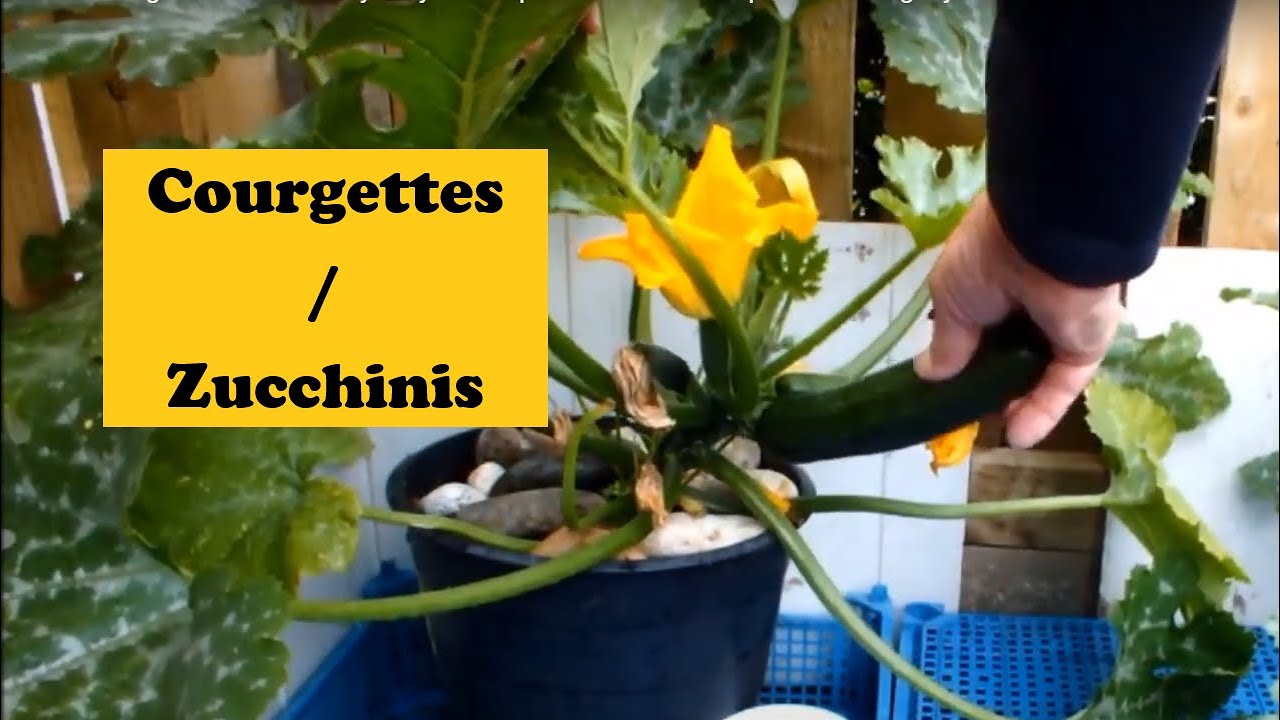 Grow Courgettes Zucchini mystery. Three plant failure then a plant that might just deliver