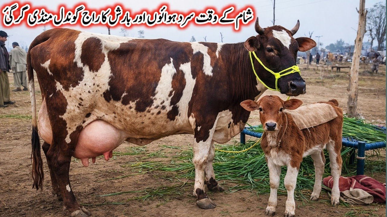 Today Gondal Mandi latest update 26Jan 2026! Evening time Fresh Rate update on Gondal Mandi!#cow 