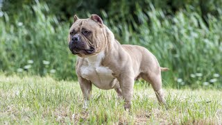 American Bully vs Pit Bull: What's the Difference? by The Last American Bully 359 views 5 days ago 4 minutes, 23 seconds
