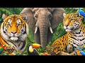 Wildlife Discovery in Breathtaking 8K Ultra HD | 60FPS