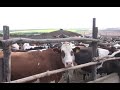 В Троицком районе Луганской области  массово вырезают рогатый скот