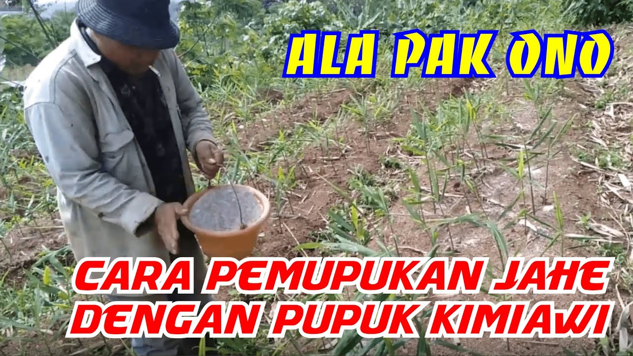 Cara Pemupukan Jahe dengan Pupuk Kimiawi ala Pak Ono