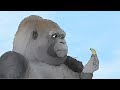 Gorille eats lil banana animated