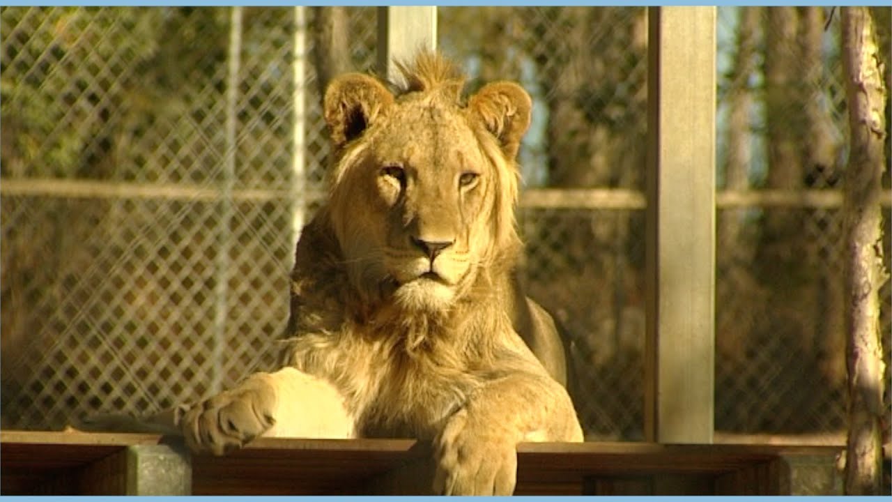 Big or large - YouTube