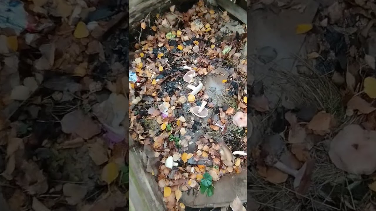 Grzyby saprotroficzne w kompostowniku.