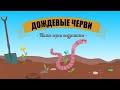 Дождевые черви | Познавательное видео про дождевых червей | Удивительный мир беспозвоночных