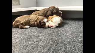 Full Puppy Tummies | Labradoodle Puppies Raised on Raw | Triple Play Ep 4 by Van Isle Doodles 345 views 3 months ago 24 minutes